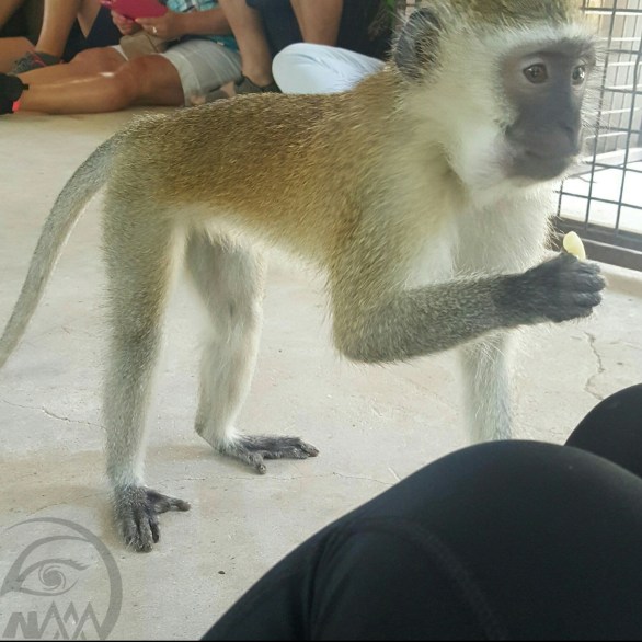 monkey20170402_215503